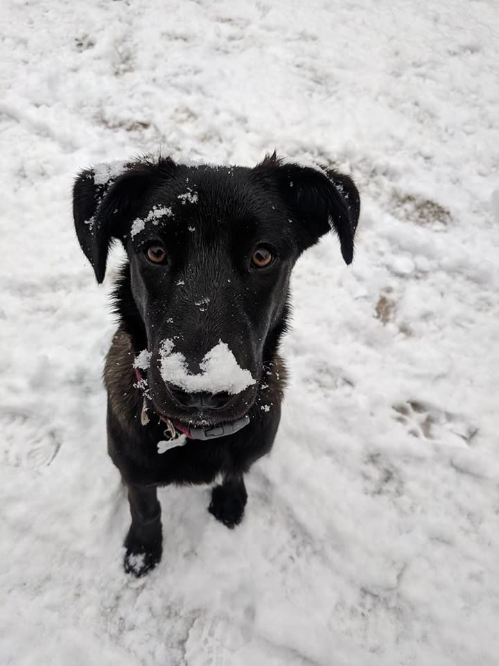 Snow in Tucson